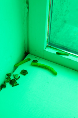 Stefanie Schwarzwimmer